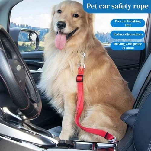 And pets car - my,
